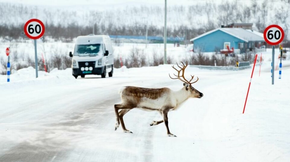 Spørsmålet om innbyggerne i Karasjok skal ha eiendomsretten til egen utmark skal prøves i Høyesterett. Her krysser et reindyr riksvei 93 ved Láhpoluoppal mellom Alta og Karasjok. Foto: Heiko Junge / NTB.