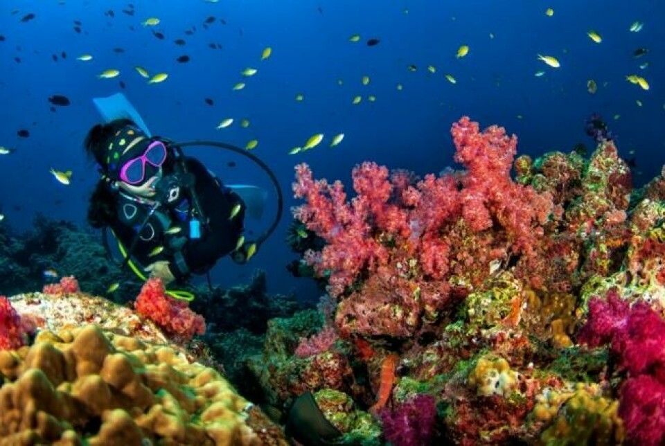 Dykking ved korallrev i Sør-Andamanhavet, Thailand. Shutterstock/NTB Scanpix. Dykking ved korallrev i Sør-Andamanhavet, Thailand. Shutterstock/NTB Scanpix.