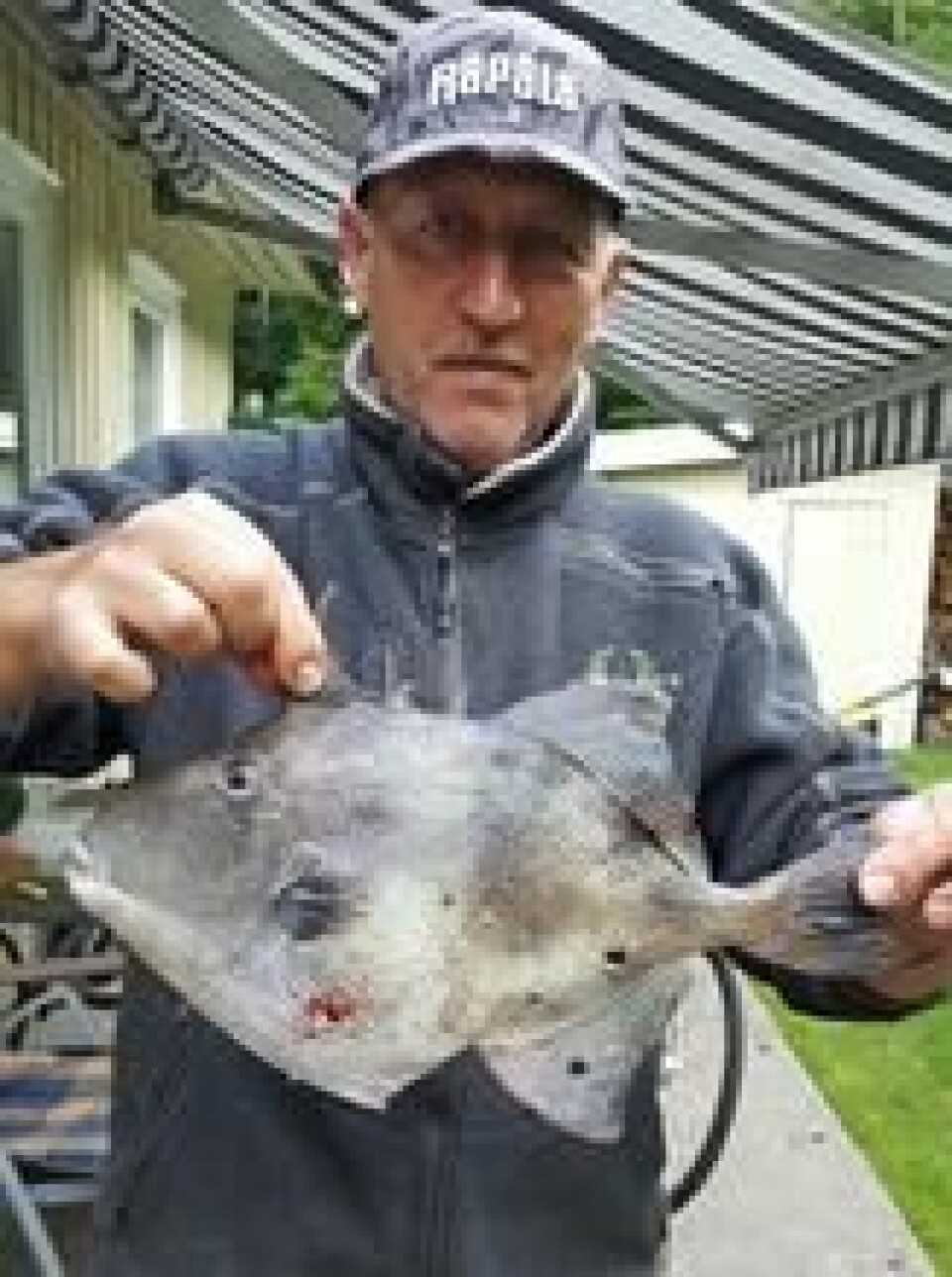 Aldri tidligere har arten grå avtrekkerfisk blitt tatt på stang i Norge. Foto: Privat Aldri tidligere har arten grå avtrekkerfisk blitt tatt på stang i Norge. Foto: Privat