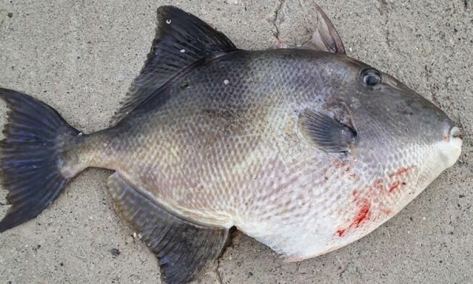 Avtrekkerfisken til Ryszard Stanislaw Jania var 40 centimeter lang og veide 1,16 kilo. Foto: Privat Avtrekkerfisken til Ryszard Stanislaw Jania var 40 centimeter lang og veide 1,16 kilo. Foto: Privat