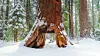 Pioneer Cabin Tree i Calaveras Big Trees State Park in Arnold, California før stormens herjinger. Foto: California State Parks / AFP