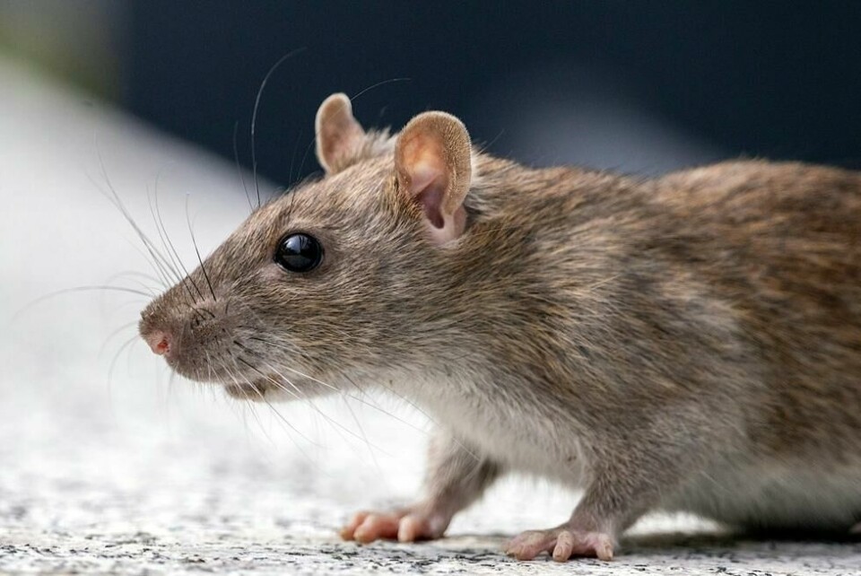 En pelskledd blindpassasjer om bord i et fly har fått mye oppmerksomhet i sosiale medier. Rotten på bildet er ikke det aktuelle dyret. En pelskledd blindpassasjer om bord i et fly har fått mye oppmerksomhet i sosiale medier. Rotten på bildet er ikke det aktuelle dyret. Foto: Illustrasjonsbilde / Msjoy / Shutterstock / NTB