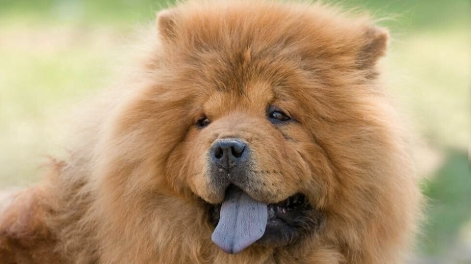 Kinesisk chow-chow sliter spesielt i varmen, viser en britisk undersøkelse. Illstrasjonsfoto: Colourbox.com.