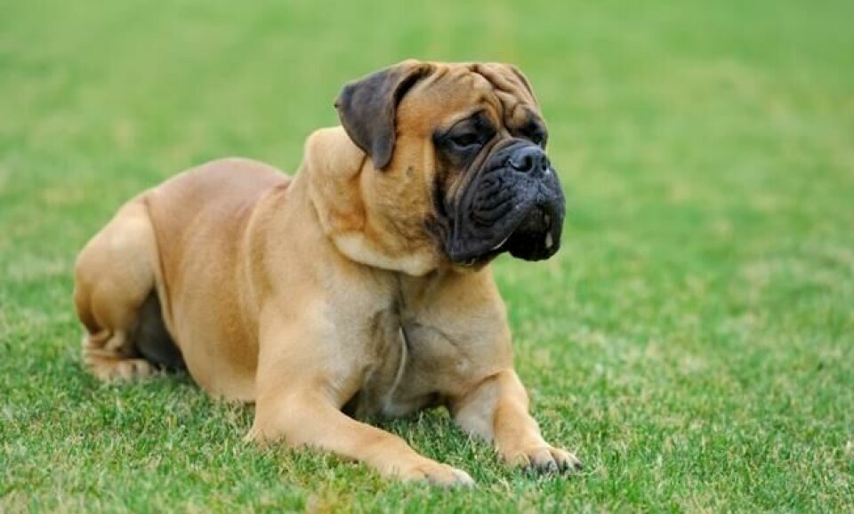 Hudproblemer forekommer hos bullmastiff. I en helseundersøkelse foretatt på 300 hunder over en periode på 10 år, fikk en betydelig andel av hundene problemer med våteksem, furunkulose og ørebetennelser. Tisper var dessuten utsatt for livmorbetennelse. Foto: Colourbox.com Hudproblemer forekommer hos bullmastiff. I en helseundersøkelse foretatt på 300 hunder over en periode på 10 år, fikk en betydelig andel av hundene problemer med våteksem, furunkulose og ørebetennelser. Tisper var dessuten utsatt for livmorbetennelse. Foto: Colourbox.com