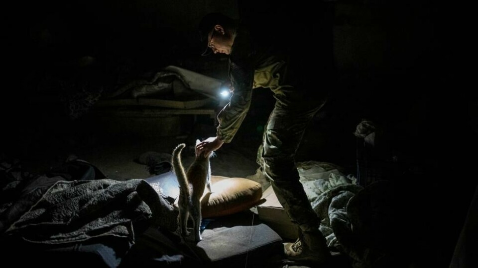 De ukrainske soldatene har rekruttert katter til å hjelpe dem med å holde mus og rotter vekke fra skyttergravene og på rasteplassene. De ukrainske soldatene har rekruttert katter til å hjelpe dem med å holde mus og rotter vekke fra skyttergravene og på rasteplassene. Foto: Bernat Armangue / AP/NTB