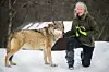 Tuva Thorson med hannulven Varg. Hver dag kan besøkende se Thorson gå inn til ulvene og gi dem mat. Foto: Heiko Junge / NTB scanpix