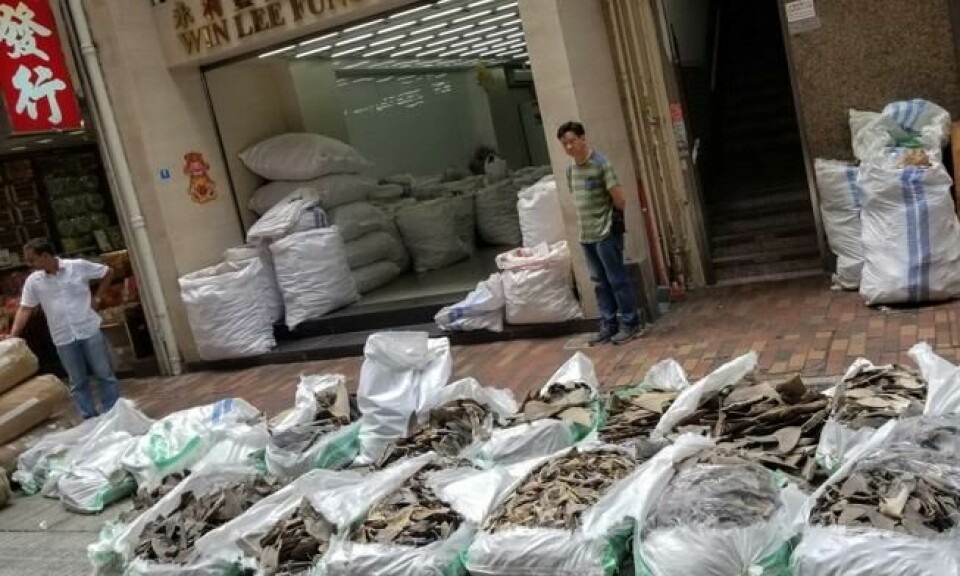 Sekker på sekker fylt til randen av tørkede haifinner. Bildet er tatt i Hong Kong i Kina 11. mai i år. Foto: EPA/Sea Shepherd Global Sekker på sekker fylt til randen av tørkede haifinner. Bildet er tatt i Hong Kong i Kina 11. mai i år. Foto: EPA/Sea Shepherd Global