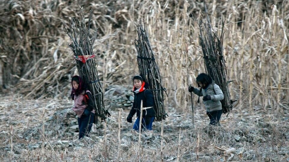 Nordkoreanske jenter bærer fyringsved ved-elven bed byen Sinuiju ved grensen til Kina. Bildet fra 2013. Nordkoreanske jenter bærer fyringsved ved-elven bed byen Sinuiju ved grensen til Kina. Bildet fra 2013. Foto: Jacky Chen / Reuters/NTB scanpix
