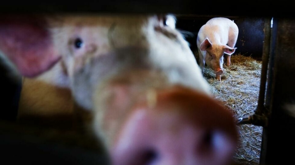 Ifølge forskerne legger moderne griseproduksjon forholdene til rette for utvikling av nye virusstammer som kan ende i en ny og ødeleggende global pandemi.