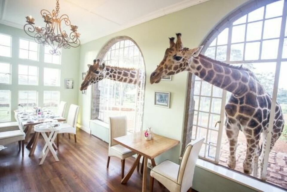 KENYA: Titt-tei! Tett på naturen i Giraffe Manor, utenfor den kenyanske hovedstaden Nairobi.Foto: Giraffe Manor KENYA: Titt-tei! Tett på naturen i Giraffe Manor, utenfor den kenyanske hovedstaden Nairobi.Foto: Giraffe Manor