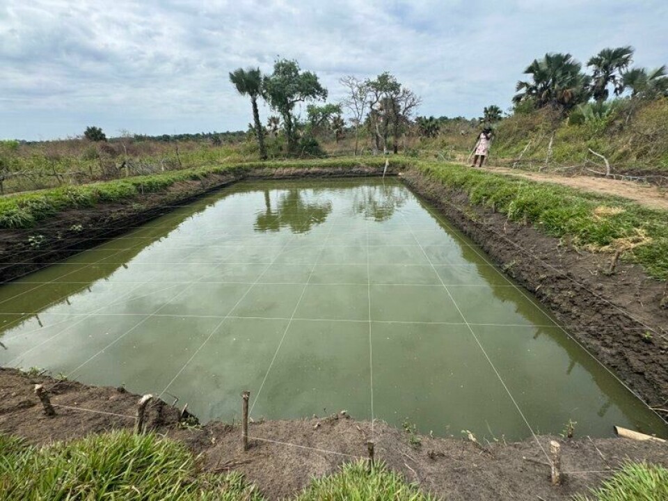 En av mange fiskedammer som er etablert i Uganda. Fisken selges for å skaffe kapital til forbedringer innenfor landbruk og til å finansiere barnas skolegang. En av mange fiskedammer som er etablert i Uganda. Fisken selges for å skaffe kapital til forbedringer innenfor landbruk og til å finansiere barnas skolegang. Foto: Caritas Norge
