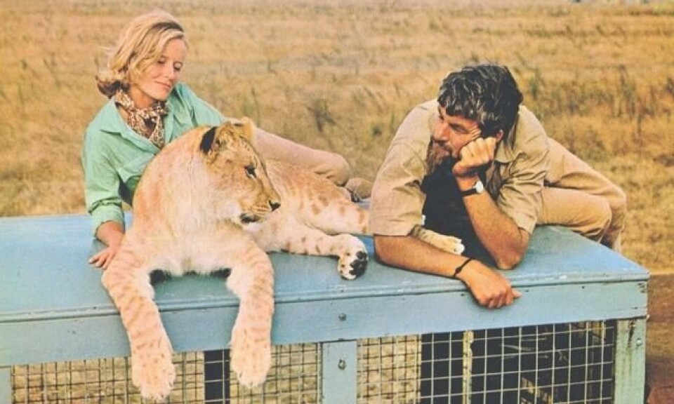 I 1966 spilte Virginia McKenna og ektemannen Bill Travers hovedrollene i kjempesuksessen «Løvinnen Elsa», bygget på Joy Adamsons bok. Foto: Open Road/High Road Columbia Pictures I 1966 spilte Virginia McKenna og ektemannen Bill Travers hovedrollene i kjempesuksessen «Løvinnen Elsa», bygget på Joy Adamsons bok. Foto: Open Road/High Road Columbia Pictures