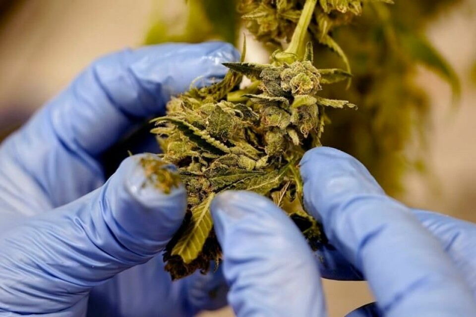 Prøveordningen med medisinsk cannabis gjøres permanent i Danmark fra 2026, når prøveperioden går ut. Illustrasjonsfoto: Charlie Riedel / AP / NTB