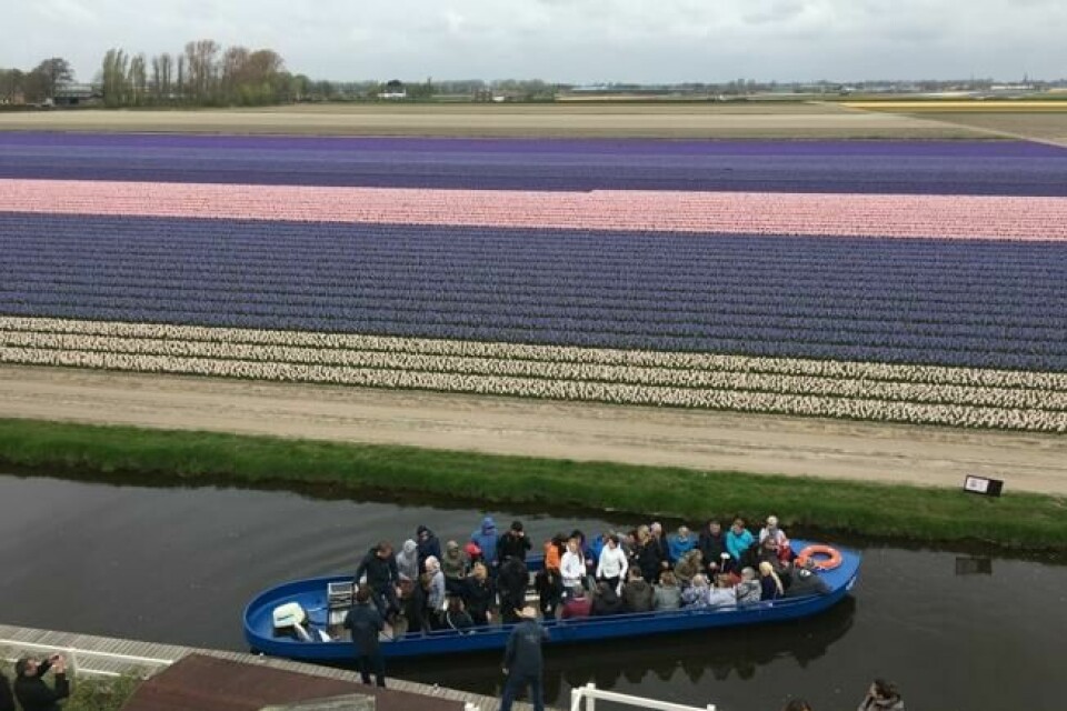 Du kan også dra på en tre kvarters båttur i kanalene mellom de enorme tulipanmarkene rundt vårhagen Keukenhof. Du kan også dra på en tre kvarters båttur i kanalene mellom de enorme tulipanmarkene rundt vårhagen Keukenhof. Foto: Tor Strand / ABC Nyheter