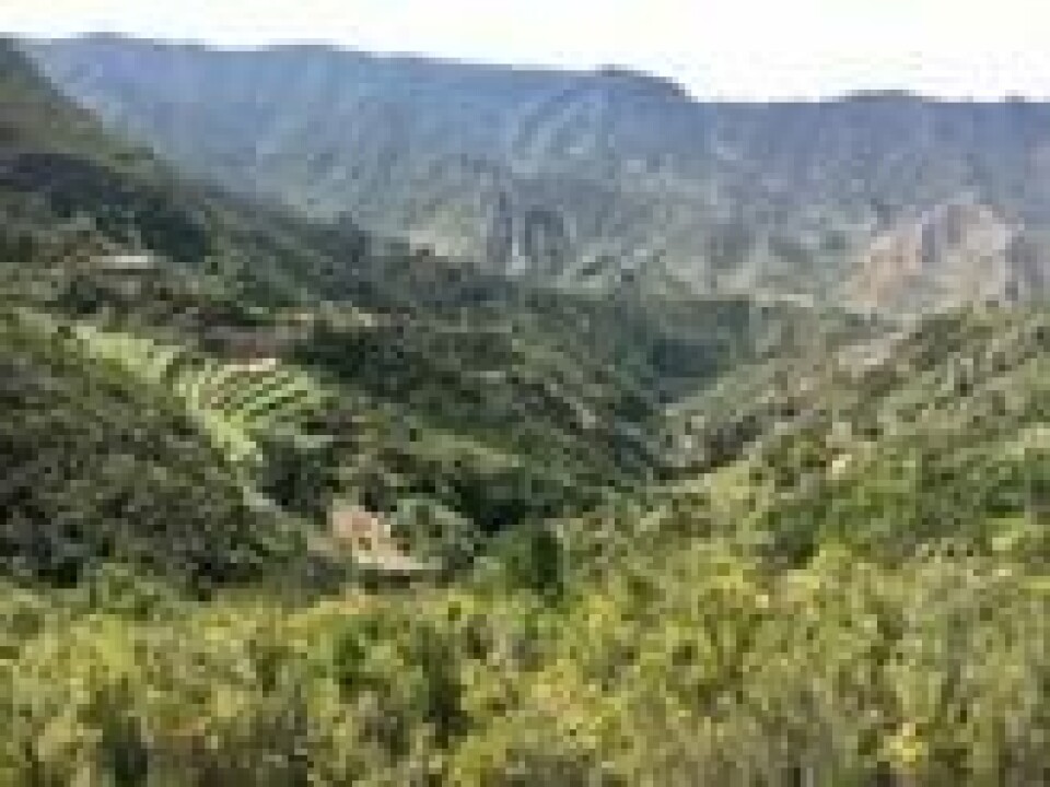 Ikke bli innbilsk om du er på La Gomera og tror noen plystrer etter deg. Det kan også være to innfødte bønder som diskuterer prisen på en geit. Foto: Sverre Bjørstad Graff. Ikke bli innbilsk om du er på La Gomera og tror noen plystrer etter deg. Det kan også være to innfødte bønder som diskuterer prisen på en geit. Foto: Sverre Bjørstad Graff.