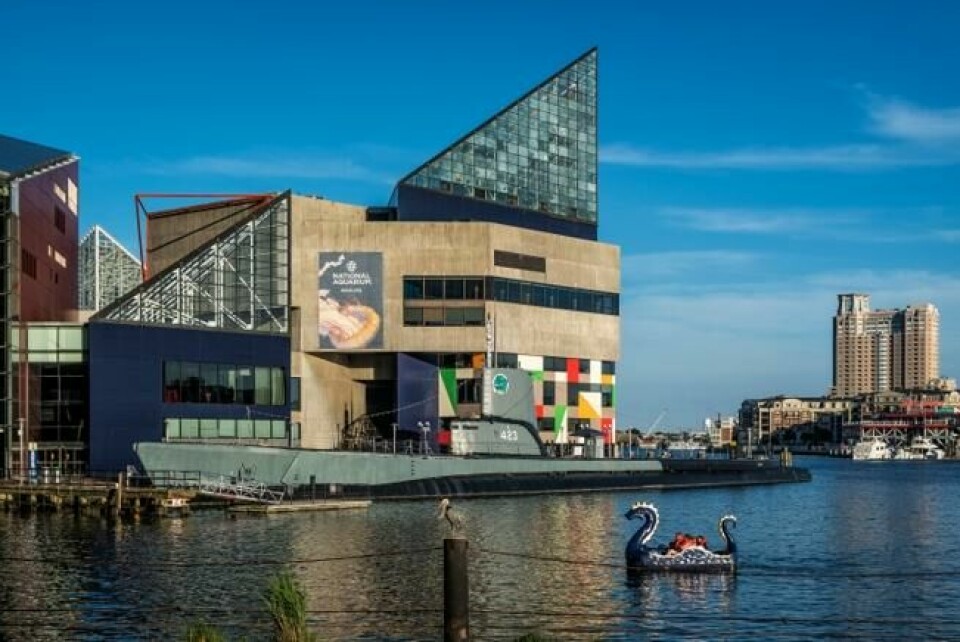 NORSK NAVN: Ubåten i bakgrunnen er en del av Baltimores maritime museum og heter av alle ting USS Torsk, og ble sjøsatt under Andre verdenskrig. NORSK NAVN: Ubåten i bakgrunnen er en del av Baltimores maritime museum og heter av alle ting USS Torsk, og ble sjøsatt under Andre verdenskrig.