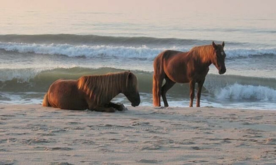 Assateague Island er kjent for sine mer enn 300 ville hester. Foto: Lucie Lariage/Flickr Assateague Island er kjent for sine mer enn 300 ville hester. Foto: Lucie Lariage/Flickr