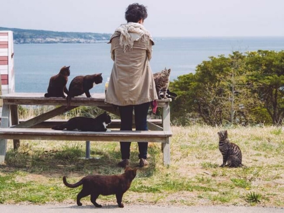 Tashirojima fortoner seg som det perfekte reisemål for katteelskere. Her er ikke overraskende hunder forbudt. Foto: Neko/Flickr Tashirojima fortoner seg som det perfekte reisemål for katteelskere. Her er ikke overraskende hunder forbudt. Foto: Neko/Flickr