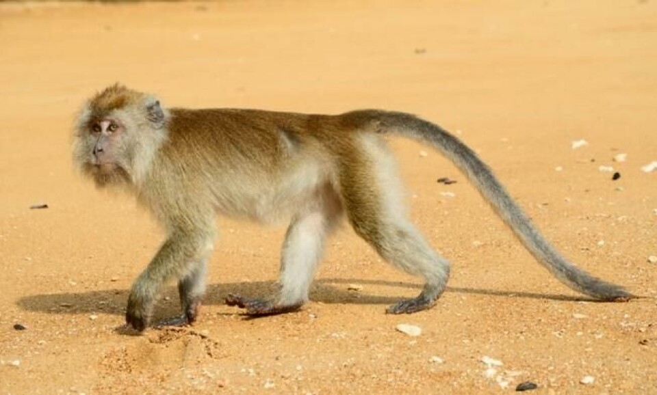 En makak på Monkey Beach i Thailand. Foto: Theo Crazzolara/Flickr En makak på Monkey Beach i Thailand. Foto: Theo Crazzolara/Flickr