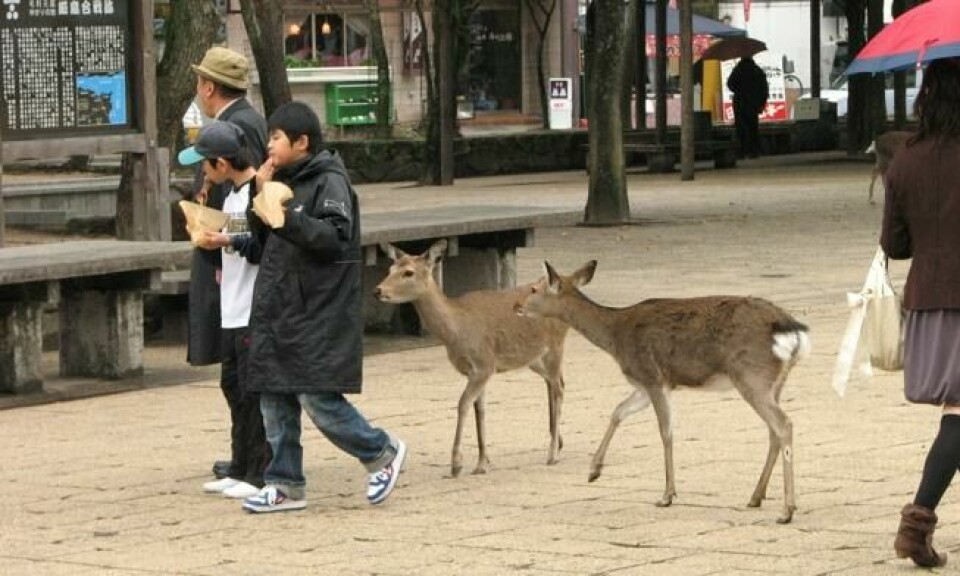 På Miyajima finnes ikke hjortene redd for mennesker. Foto: Sean/Flickr På Miyajima finnes ikke hjortene redd for mennesker. Foto: Sean/Flickr