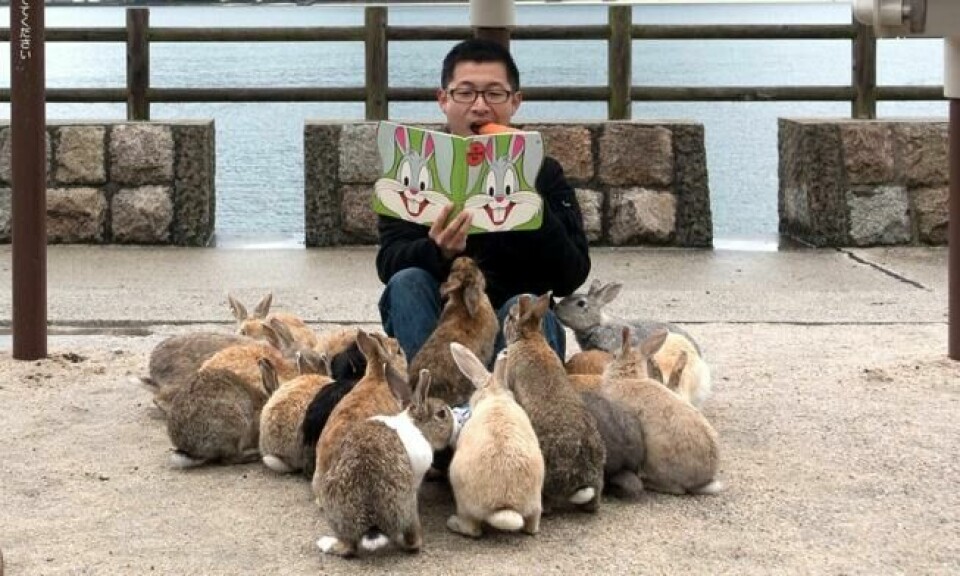Hvis du har med deg gulrøtter når du kommer til Okunoshima, så blir du raskt populær blant en stor andel av de lokale. Foto: chrominance/Flickr Hvis du har med deg gulrøtter når du kommer til Okunoshima, så blir du raskt populær blant en stor andel av de lokale. Foto: chrominance/Flickr