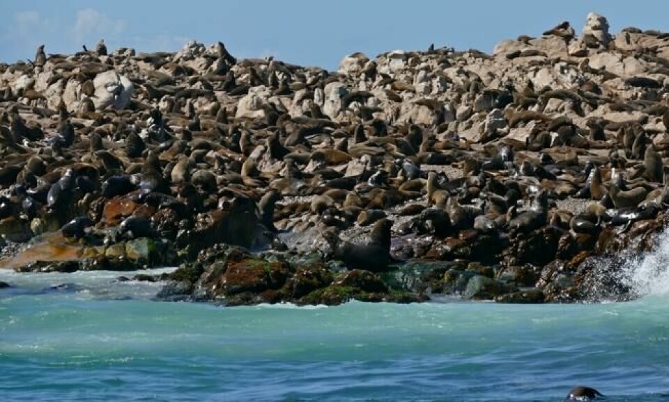 På Seløya utenfor Sør-Afrika blir det raskt trangt om plassen. Foto: Bernard DUPONT/Flickr På Seløya utenfor Sør-Afrika blir det raskt trangt om plassen. Foto: Bernard DUPONT/Flickr