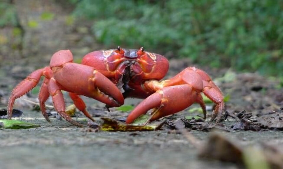 Av de 20 krabbeartene på Christimas Island, er 13 rene landkrabber. Den mest spektakulære er Christmasrødkrabba. Foto: Wikimedia Commons Av de 20 krabbeartene på Christimas Island, er 13 rene landkrabber. Den mest spektakulære er Christmasrødkrabba. Foto: Wikimedia Commons