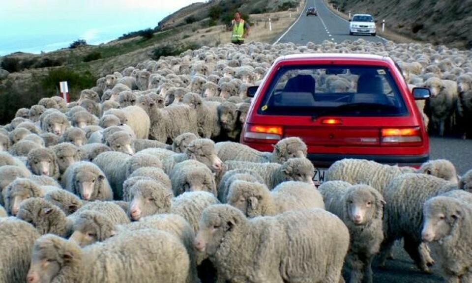 Av og til er det greit å smøre seg med tålmodighet når man kjører bil på New Zealand. Foto: Bernard Spragg. NZ/Flickr Av og til er det greit å smøre seg med tålmodighet når man kjører bil på New Zealand. Foto: Bernard Spragg. NZ/Flickr