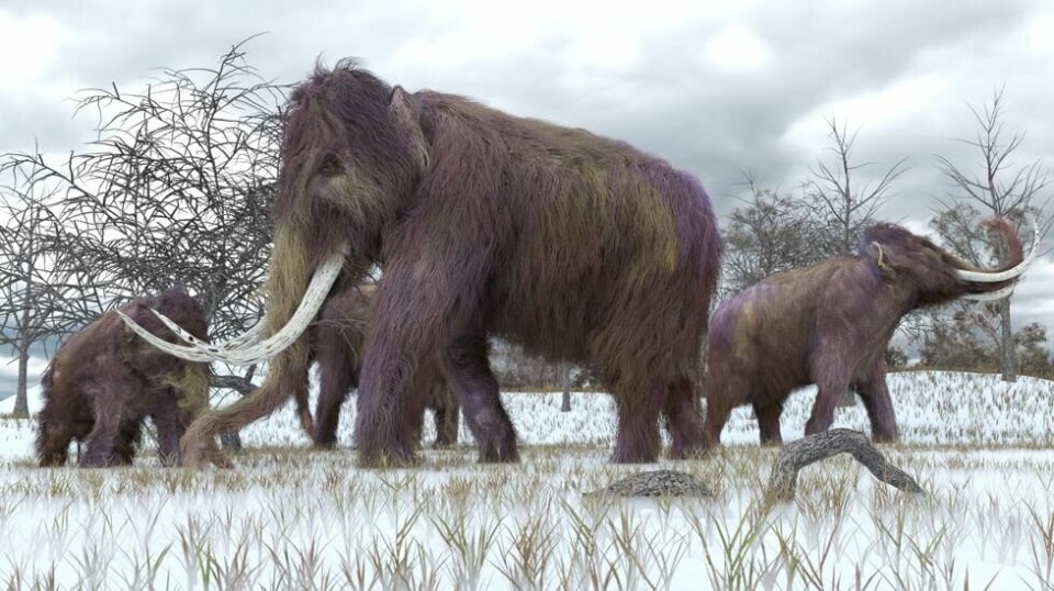 En amerikansk forskergruppe forsøker å gjenskape det allerede utryddede dyret mammut