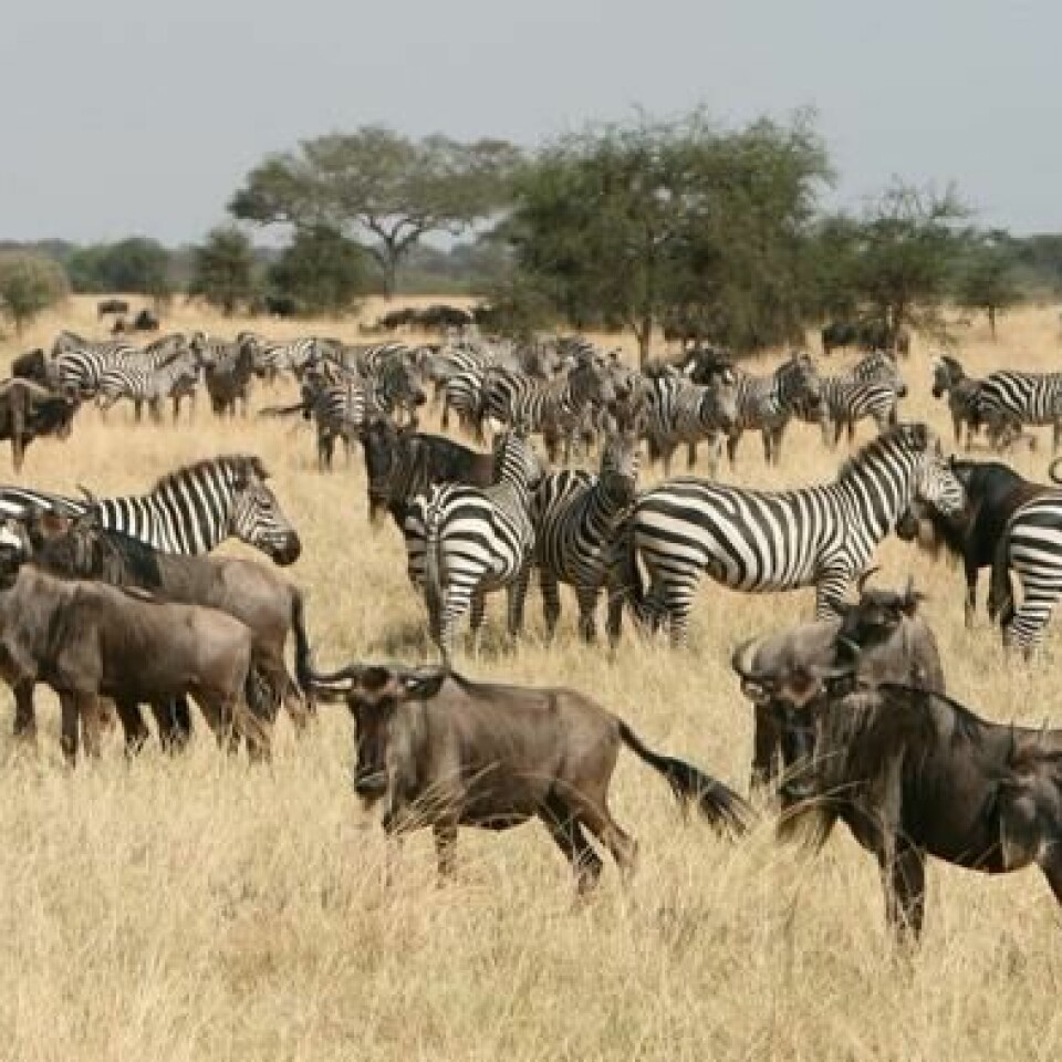 Hvert år er Serengeti åsted for verdens største dyrevandring på landjorden. Foto: Marc Veraat/Flickr Hvert år er Serengeti åsted for verdens største dyrevandring på landjorden. Foto: Marc Veraat/Flickr