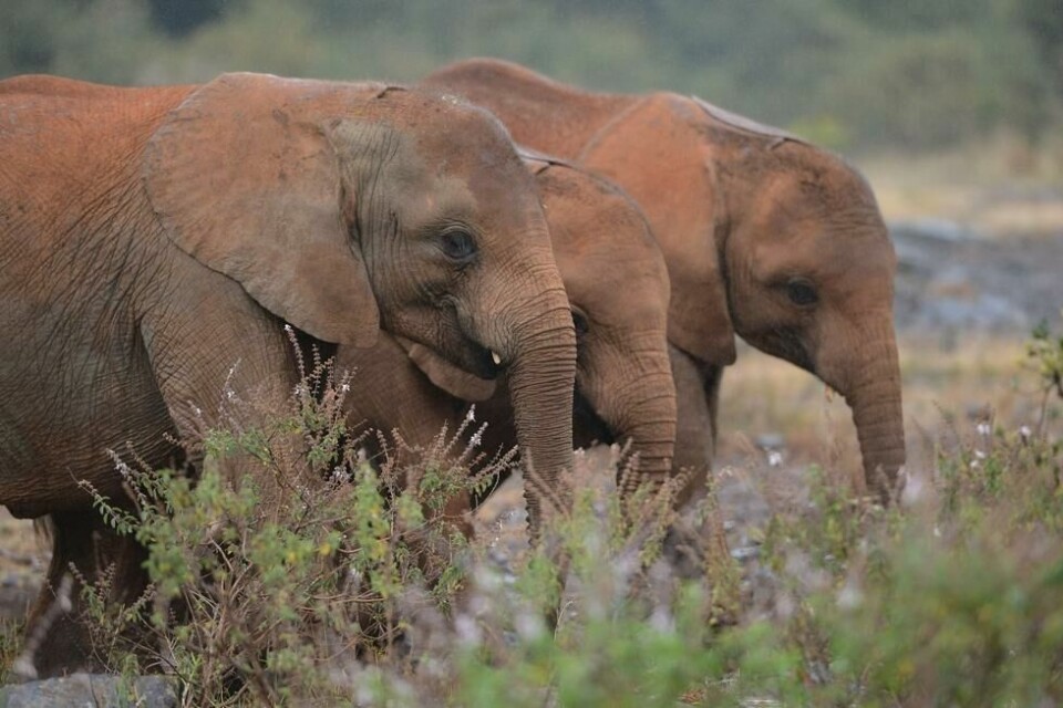 Foreldreløse elefantunger kan bruke i forskning for å gjenskape mammuter. Her i Nairobi nasjonalpark Foreldreløse elefantunger kan bruke i forskning for å gjenskape mammuter. Her i Nairobi nasjonalpark Foto: AFP PHOTO / SIMON MAINA