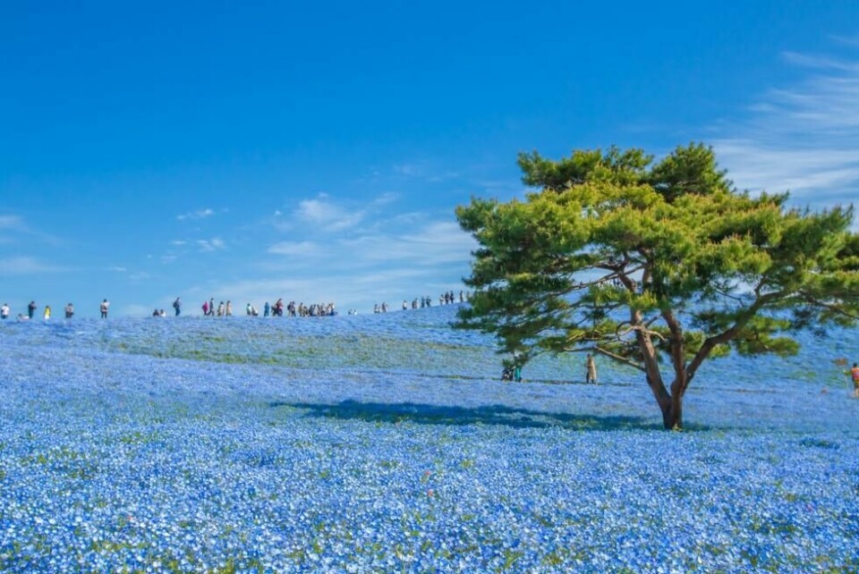 Drar du til Hitachi Seaside Park i Hitachinaka i Japan kan du beundre de mange barneøye-blomstene. Drar du til Hitachi Seaside Park i Hitachinaka i Japan kan du beundre de mange barneøye-blomstene. Foto: Spyan / Shutterstock / NTB