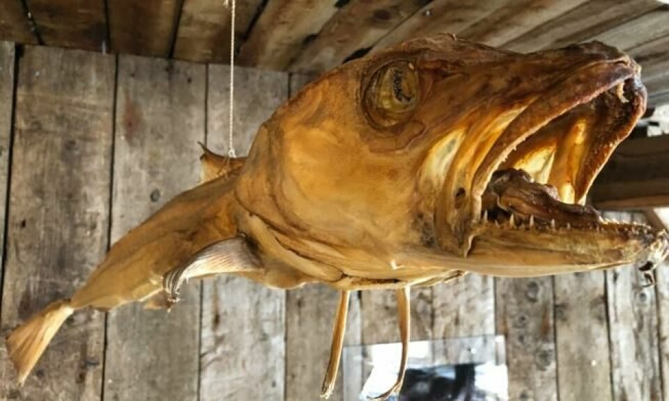 Kongetorsk ble fra gammelt av brukt som 'værprofet'. Fisken ble hengt opp i en ulltråd. Luftfuktighet påvirket ulltråden,m noe som igjen medførte at torsken ble hengende med hodet i ulike vindretninger. Foto: Roger Grosvold Kongetorsk ble fra gammelt av brukt som 'værprofet'. Fisken ble hengt opp i en ulltråd. Luftfuktighet påvirket ulltråden,m noe som igjen medførte at torsken ble hengende med hodet i ulike vindretninger. Foto: Roger Grosvold
