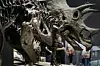 Skjelett av planteeteren Triceratops til høyre, Tyrannosaurus Rex t.v. Det nasjonale vitenskapsmuseet i Tokyo i 2011. Scanpix/AP.