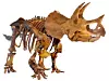 Triceratops-skjelett utstilt ved Naturhistorisk museum i Los Angeles. Foto: Wikimedia/Allie_Caulfield (CC BY-SA 3.0).