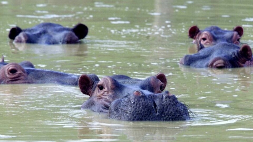 Flodhester hører naturlig hjemme i Afrika. Men i Colombia finnes også en bestand etter at narkokongen Pablo Escobar importerte en håndfull. Nå begynner den voksende populasjonen i Colombia å føre til miljøproblemer. Foto: Reuters / NTB scanpix.