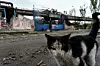 En katt forsøker å overleve i ruinene av Ilyich jern- og stålverk i Ukrainas havneby Mariupol 18. mai. Foto: Olga Maltseva / AFP/NTB