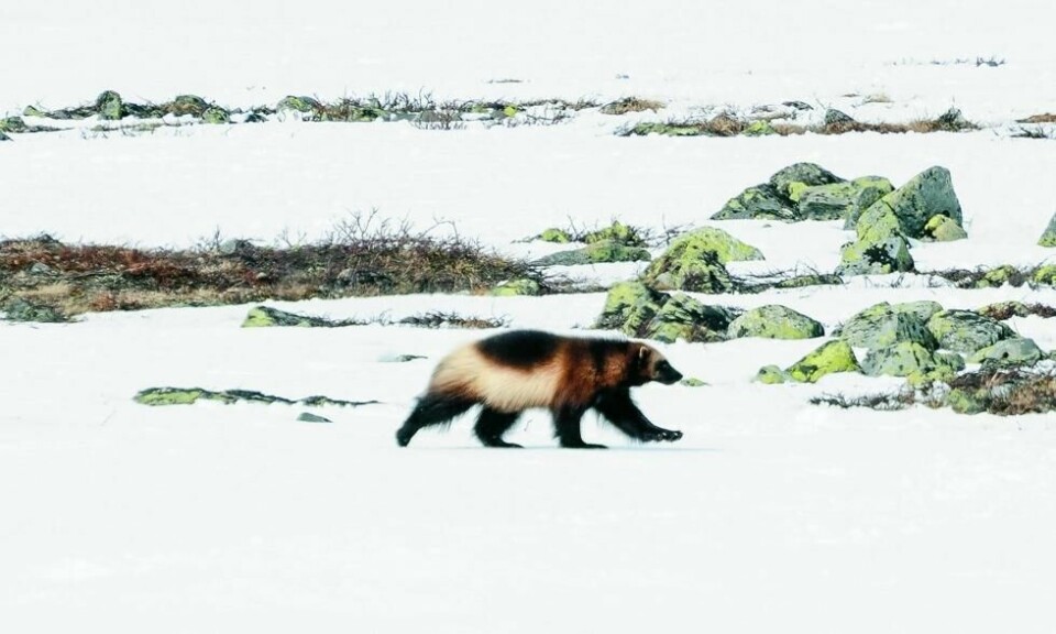 Jerven er kanskje ikke spesielt grasiøs, men dens særpregede gange gir rovdyret solid marsjfart og enorm rekkevidde. Foto: Per Roger Lauritzen Jerven er kanskje ikke spesielt grasiøs, men dens særpregede gange gir rovdyret solid marsjfart og enorm rekkevidde. Foto: Per Roger Lauritzen