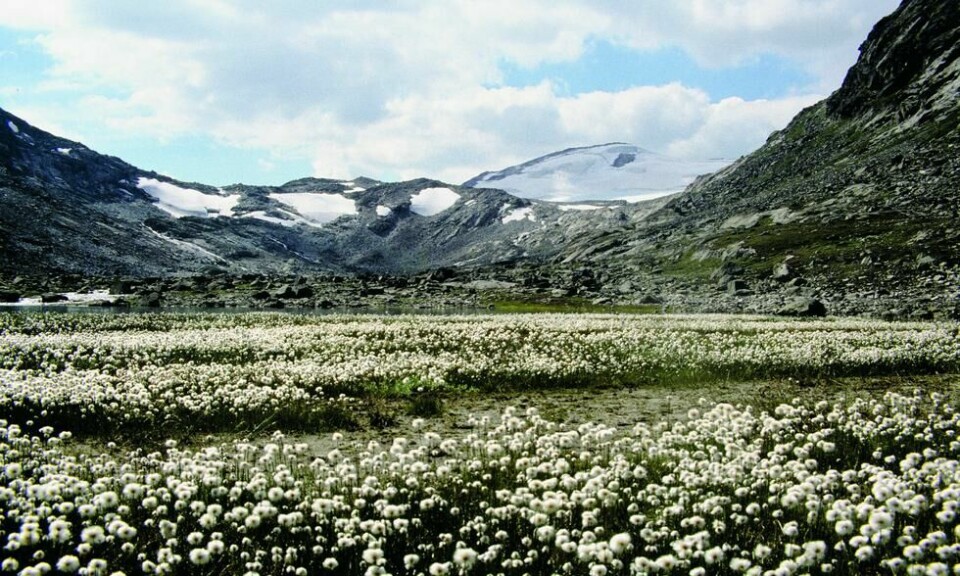 Vesldalen nord i Breheimen. Foto: Per Roger Lauritzen Vesldalen nord i Breheimen. Foto: Per Roger Lauritzen