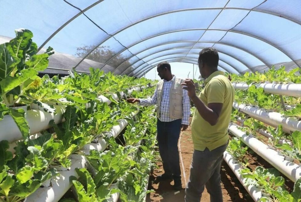Fra barneby til hydrofonisk jordbruk: I Somalia har SOS-barnebyer et pilotprosjekt hvor man med mindre vann kan dyrke mat i større kvanta enn ved tradisjonelt jordbruk. 95 prosent av familiene som var med i prosjektet greide gjennom dette å forsørge seg selv. Fra barneby til hydrofonisk jordbruk: I Somalia har SOS-barnebyer et pilotprosjekt hvor man med mindre vann kan dyrke mat i større kvanta enn ved tradisjonelt jordbruk. 95 prosent av familiene som var med i prosjektet greide gjennom dette å forsørge seg selv. Foto: SOS Children's Villages Somalia