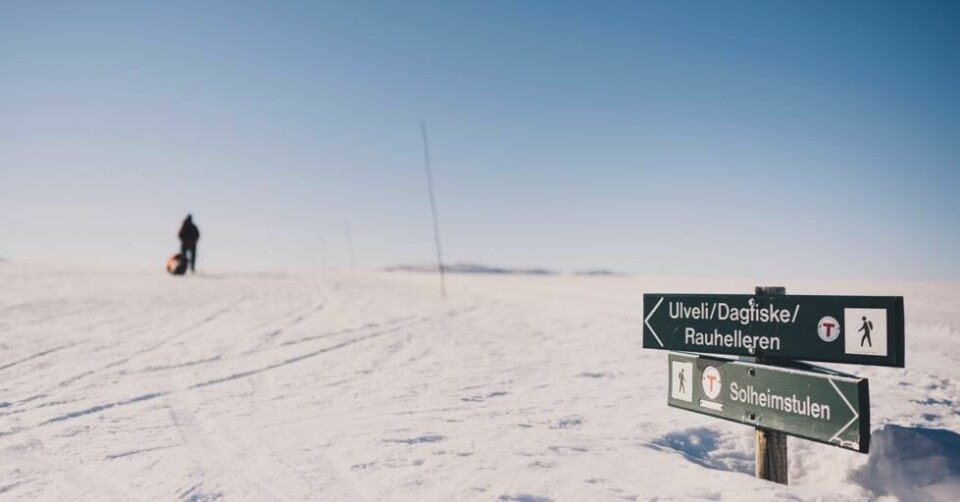 Du kan kjøre helt fram til Solheimstulken på Hardangervidda. Du kan kjøre helt fram til Solheimstulken på Hardangervidda. Foto: Marius Dalseg