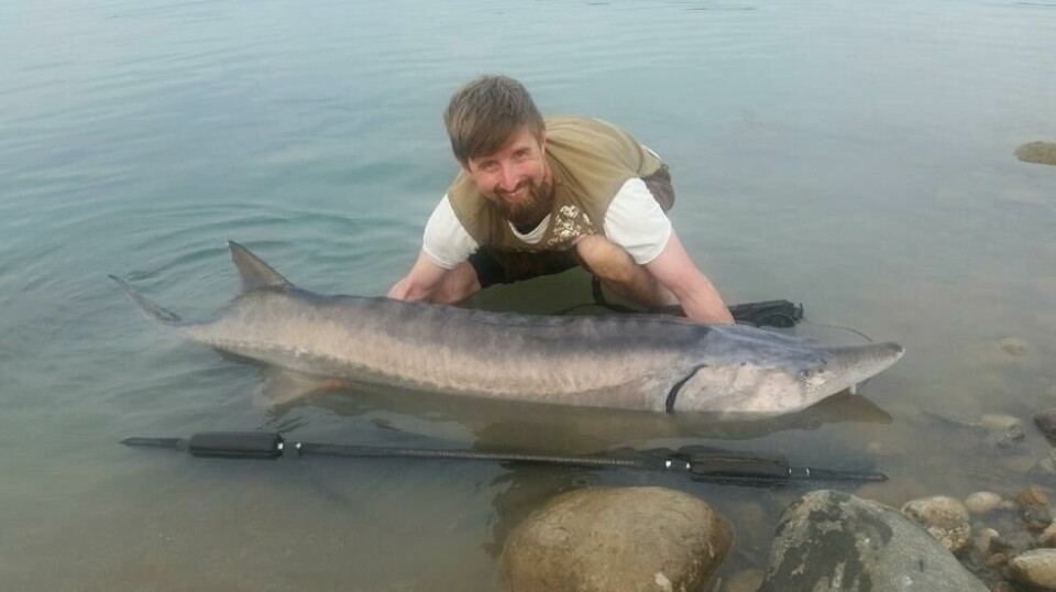 Hallvard Pedersen (38) fra Stavern landet hele 32 stører, fordelt på seks forskjellige arter, under en helgs fiske i Danmark. Foto: Privat