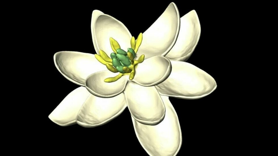 Ifølge en internasjonal forskergruppe kan selve urblomsten ha sett ut slik som dette. Illustrasjon: Hervé Sauquet/Jürg Schönenberger.