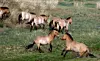 Przewalski-hesten er fortsatt utrydningstruet. Foto: Petr David Josek / AP