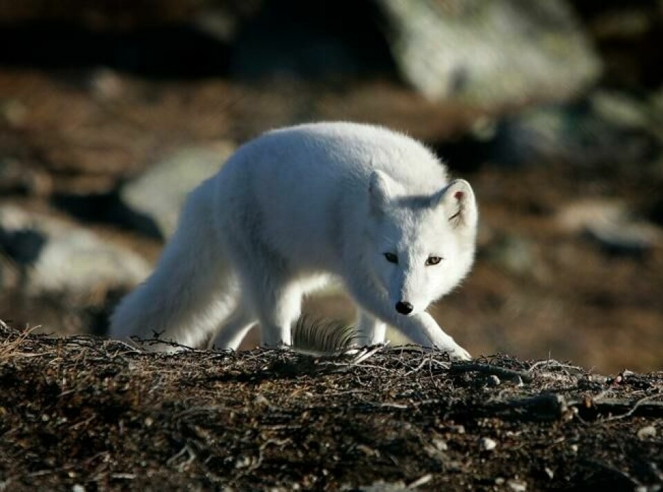 Fjellreven regnes som Norges mest truede pattedyr. Fjellreven regnes som Norges mest truede pattedyr. Foto: Gorm Kallestad / NTB scanpix