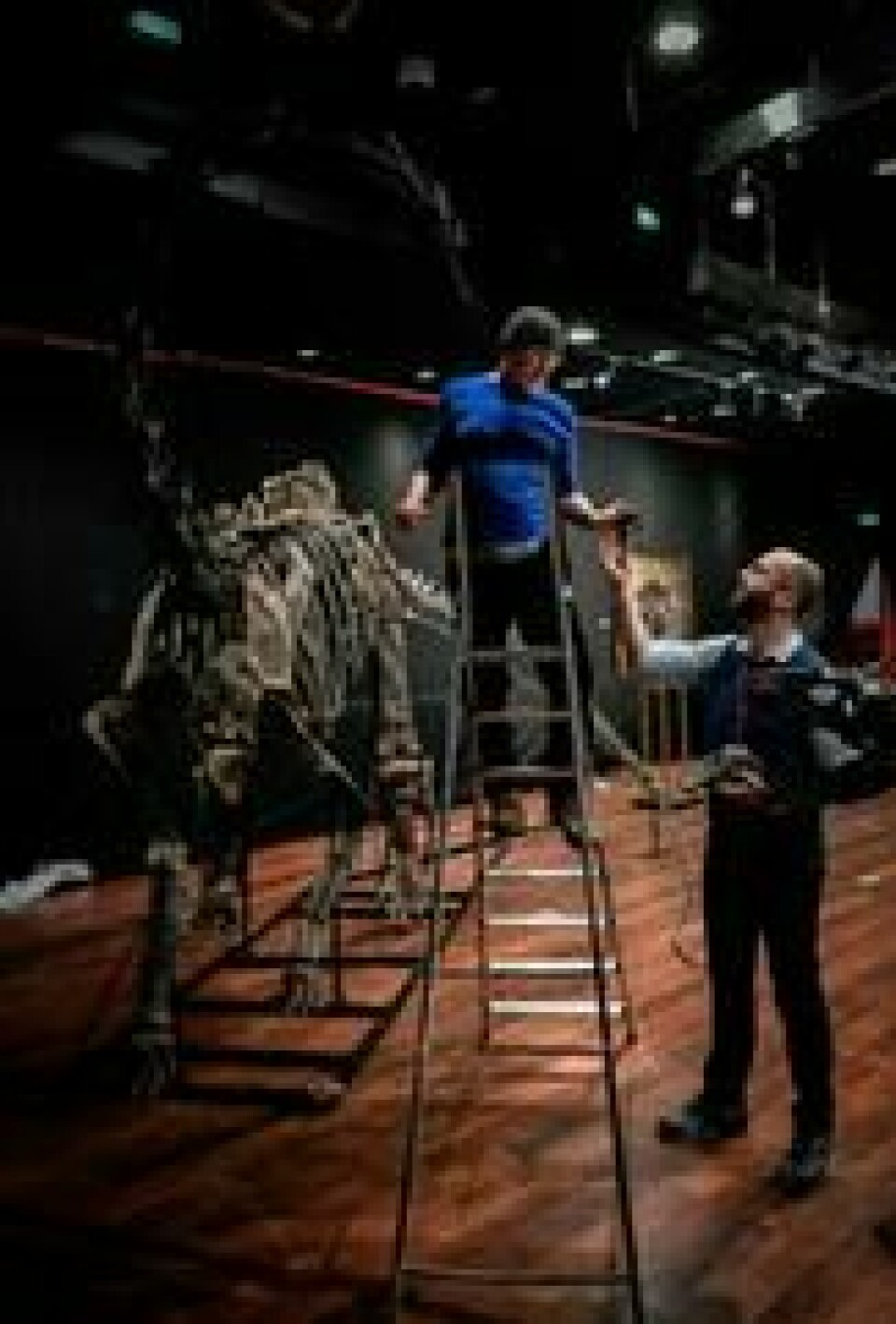 To forskere setter sammen de enkelte beinrestene som til slutt skal bli en Diplodocus og en Allosaurus. Bildet er fra i forkant av auksjonen onsdag denne uken. Foto: AFP To forskere setter sammen de enkelte beinrestene som til slutt skal bli en Diplodocus og en Allosaurus. Bildet er fra i forkant av auksjonen onsdag denne uken. Foto: AFP