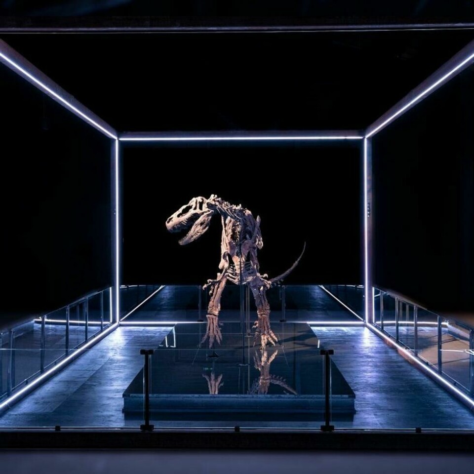 Big Joe skal være det best bevarte allosaurskjelettet i verden. Big Joe skal være det best bevarte allosaurskjelettet i verden. Foto: Evolutionsmuseet