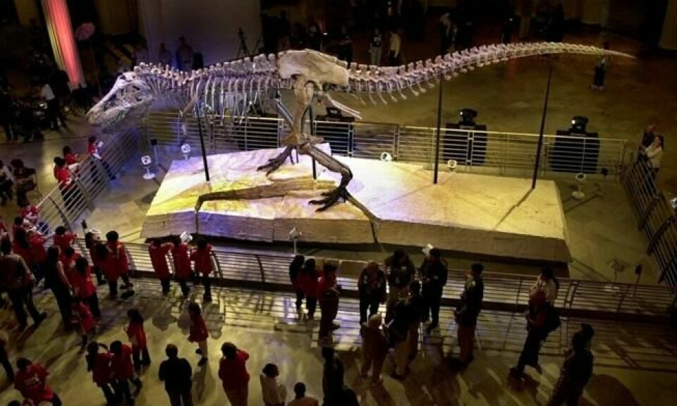Et 65 millioner år gammelt Tyrannosaurs Rex-skjelett ble i 1997 kjøpt av The Field Museum of Natural History i Chicago for 53 millioner kroner. Ingen har til dags dato betalt mer for et dinosaur-skjelett. Foto: AP Photo/M. Spencer Green Et 65 millioner år gammelt Tyrannosaurs Rex-skjelett ble i 1997 kjøpt av The Field Museum of Natural History i Chicago for 53 millioner kroner. Ingen har til dags dato betalt mer for et dinosaur-skjelett. Foto: AP Photo/M. Spencer Green