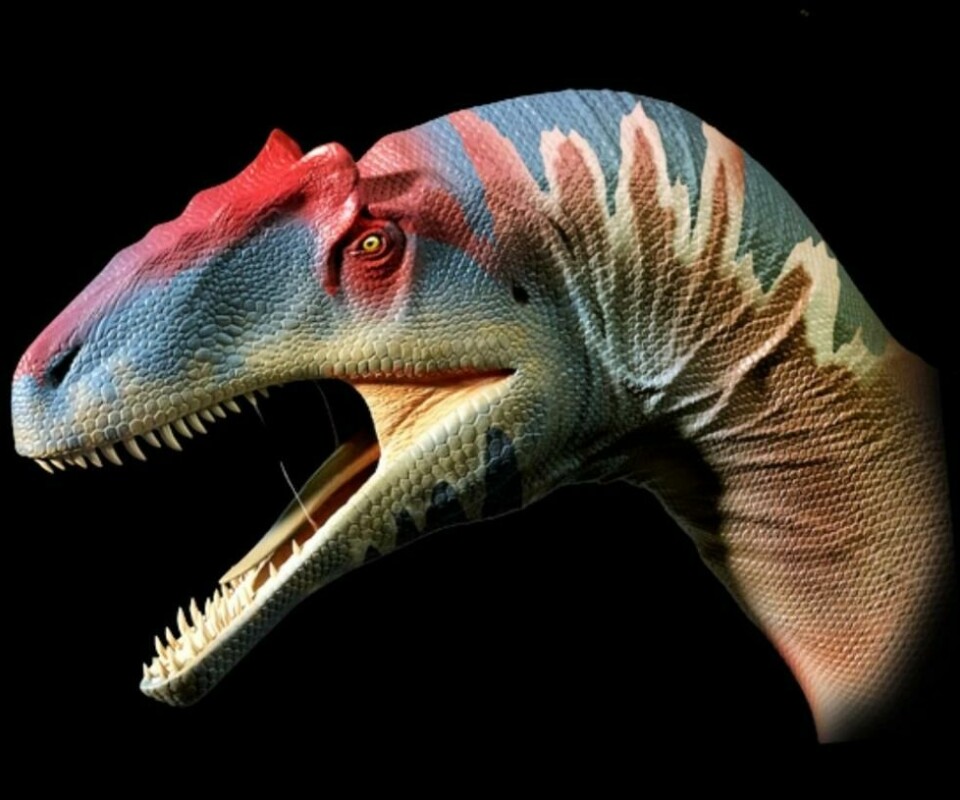 Slik regner man med at allosauren Big Joe så ut da hen levde for 155 millioner år siden. Slik regner man med at allosauren Big Joe så ut da hen levde for 155 millioner år siden. Foto: Evolutionsmuseet