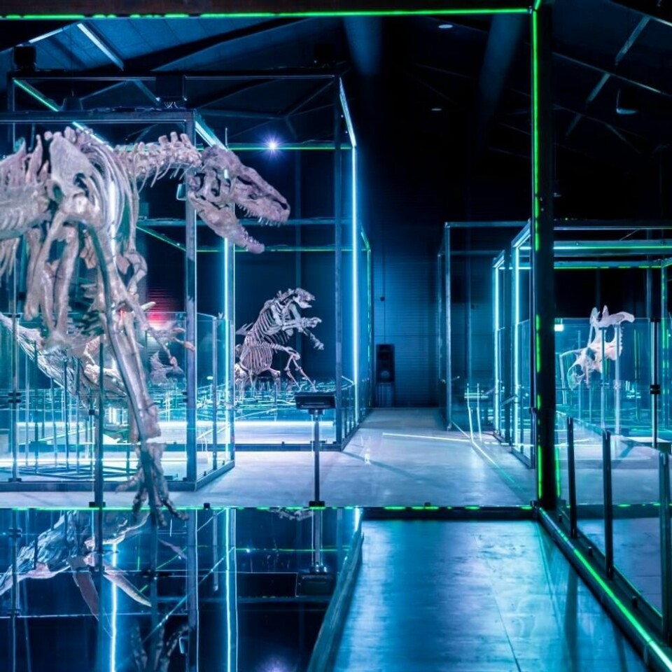 13. juni kan de første gjestene stå ansikt til ansikt med ekte dinosaurer når Museum of Evolution åpner dørene for første gang. 13. juni kan de første gjestene stå ansikt til ansikt med ekte dinosaurer når Museum of Evolution åpner dørene for første gang. Foto: Museum of Evolution